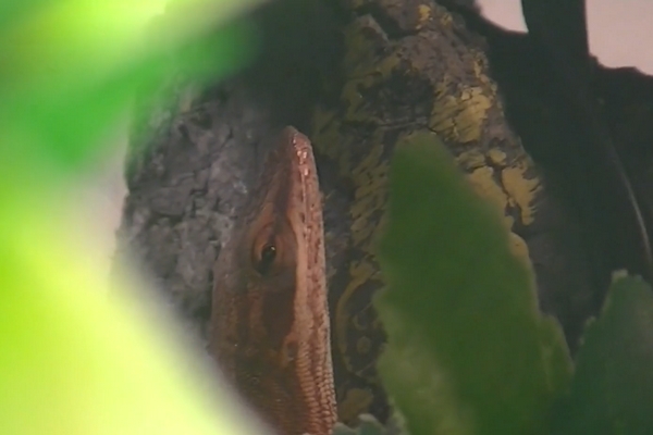 Anolis carolinensis